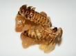 Šach Mat - hmyz na talíři